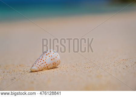 Seashell Conus Conidae On Sunny Beach In Maldives. Crossroads Maldives, Saii Lagoon Hotel, July 2021