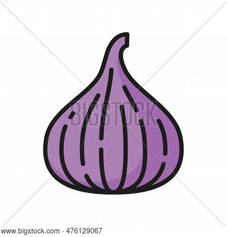 Purple Fig Whole Fruit Isolated Exotic Food Berry Color Line Icon. Vector Ripe Summer Cluster Or Syc