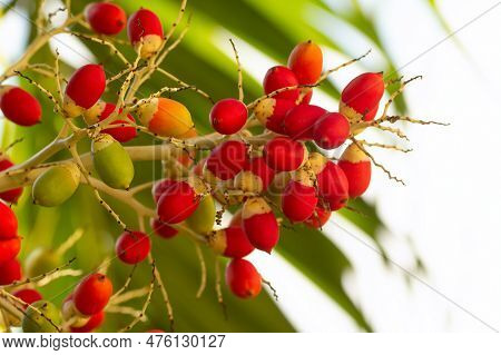 Adonidia Merrillii Or The Manila Palm Breight Red Ripe Fruit On The Branch And Green Foliage On The 