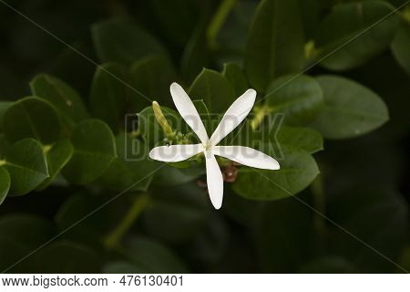 One White Fragrant Flower Of Carissa Macrocarpa Or Natal Plum On The Branch With Green Leaves.