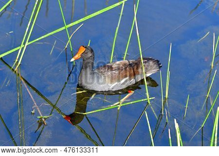Common Gallinule - Gallinula Galeata - Swimming Amidst Reeds Of Green Cay Nature Center Wetlands In 