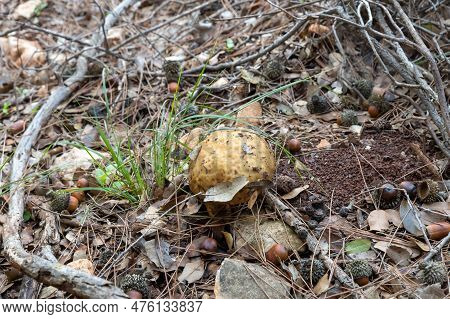 A Young Edible Mushroom - Obabok Blackening - Leccinellum Lepidum Makes Their Way Through A Layer Of