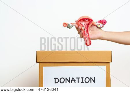 Organ Donation, Charity, Volunteer, Giving Concept. Hand Holding Uterus And Ovaries Model Into Donat