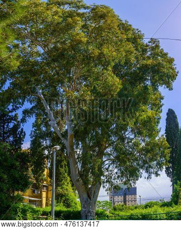 View Of The Nahum Garden, And A Eucalyptus Tree, In Neve Shaanan Neighborhood, Haifa, Israel