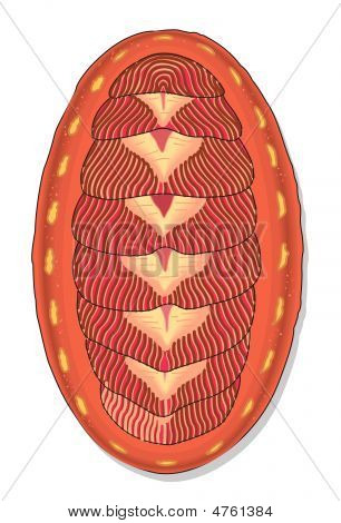 Cockleshell