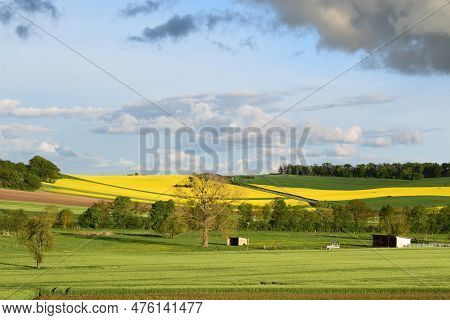 Wide Fields With Green Grain In The Valley And Yellow Blooming Oilseed On The Hills