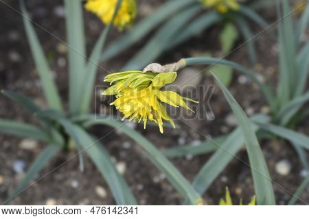 Double Daffodil Rip Van Winkle Flower In The Garden