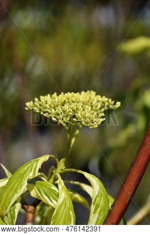 Wedding Cake Tree Branch With Flower Buds