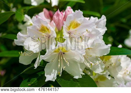 Light Pink Rhododendron Caucasicum On A Background Of Green Leaves