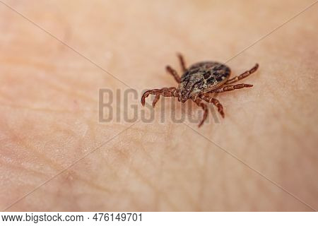A Dangerous Blood-sucking Insect. Small Brown Spotted Mite, Biological Name Dermacentor Marginatus O