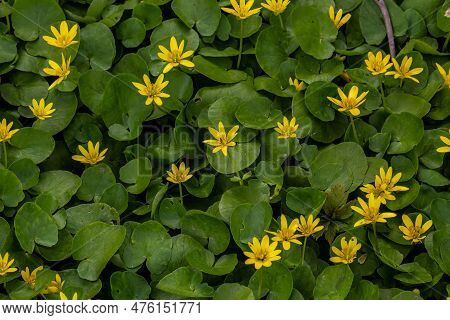 Ficaria Verna, Lesser Celandine, Pilewort Or Ranunculus Ficaria Yellow Spring Flowers Close Up. Spri