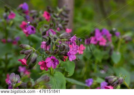 Blossom Of Bright Pulmonaria In Spring. Lungwort. Flowers Of Different Shades Of Violet In One Inflo