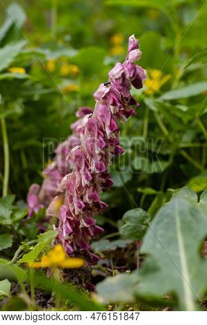 Lathraea Squamaria Plant Is A Parasite In The Woods Of Europe. Pink Flowers Of Blooming Common Tooth
