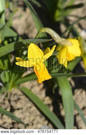 Daffodil Jetfire Flower In The Garden In Spring