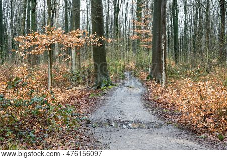 Walking Path Through The Wooods With Colorful Foliage, Kortenberg, Flemish Brabant Region, Belgium