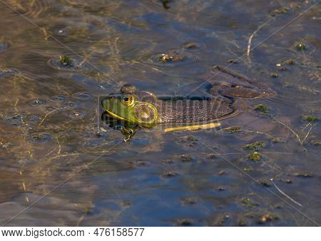 A Large And Beautiful American Bullfrog Rests On The Surface Of A Wisconsin Wetland.