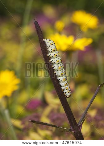 Mullein Moth larve