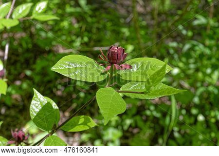 A Carolina Allspice Bush With A Fully Opened Red Flower With Shiny Foliage On A Branch Closeup View 