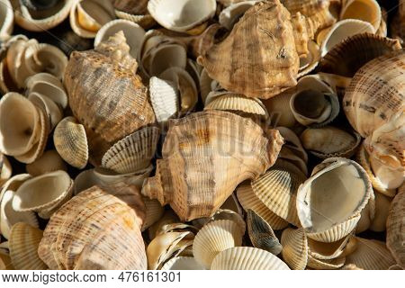 Sea Shells On The Beach. Summer Background. Rapan Shell Top View. Beige Light Color. Aesthetic Minim