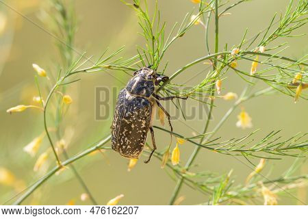 A Big Walker Beetle (polyphylla Fullo) Sitting On A Plant, Sunny Day In Summer In Northern France
