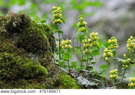 Spring In The Wild In The Woods Yellow Deaf Nettle (lamium Galeobdolon) Blooms