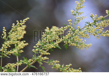 Annual Sagebrush (artemisia Annua) Grows In The Wild