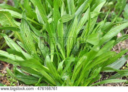 In The Wild Grows Plantain Lanceolata, Plantago Lanceolata
