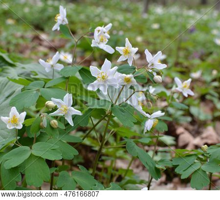 Spring In The Wild In The Forest Is Blooming Isopyrum Thalictroides