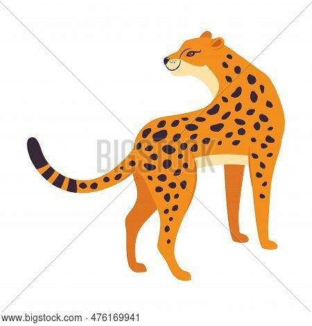 Standing Leopard As Wild Cat With Long Spotted Body Vector Illustration