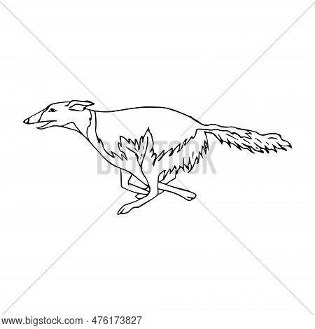 Vector Hand Drawn Doodle Sketch Russian Borzoi Dog Isolated On White Background