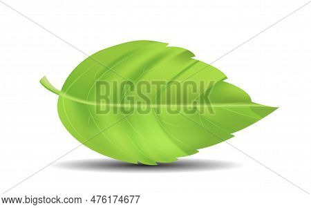 Eco Leaf Concept. Botany, Biology And Floristry. Part Of Forest Or Gatrden Plant, Tree Or Bush. Spri