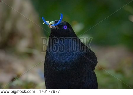 A Male Satin Bowerbird Holds A Piece Of Blue Plastic In Its Beak In An Effort To Attract A Female To