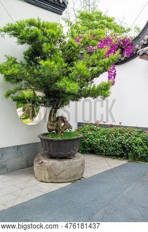 Bonsai Trees Against White Wall With Bougainvillea Purple Flowers In Yi Yuan Yuan Lin Bo Wu Guan Par