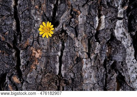 Small Yellow Flower On Cork Bark Background With Contrasting Colours And Textures