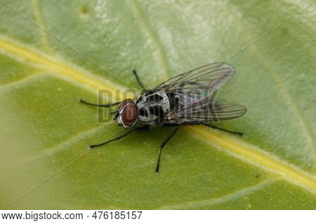 Natural Closeup On The Handsome Grey And Black Dotted Anthomyia Procellaris Fly In The Garden