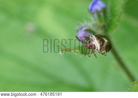 Natural Closeup On The Small Metallic Colored Woundwort Shieldbug, Stagonomus Venustissimus In The G