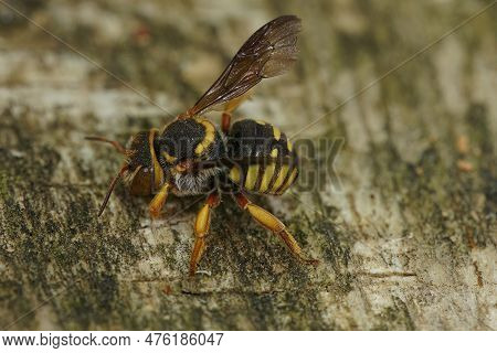 Detailed Close Up Of One A Colorful Yellow Orange Mediterranean Carder Bee, Rhodanthidium Infuscatum