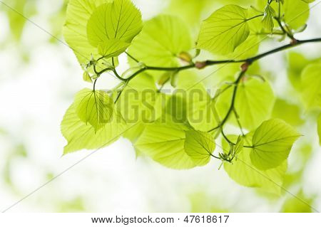 Hojas verdes