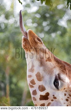 Giraffe Eating Green Leaves Close-up Portrait, The Giraffe Stuck Out His Tongue To Get And Eat The L