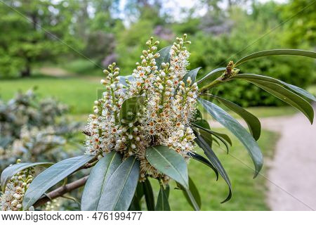 Prunus Laurocerasus, Also Known As Cherry Laurel, Common Laurel. Vibrant Prunus Laurocerasus Flowers