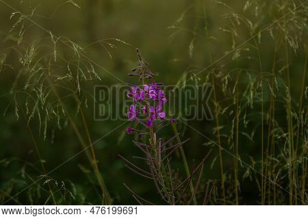 Close Up Bright Purple Willow Herb (fireweed Or Ivan-tea) Elobium Flowers, Growing On The Meadow