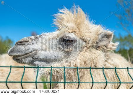 White Bactrian Camel Close-up. Funny Camel On The Farm. Cute Camel