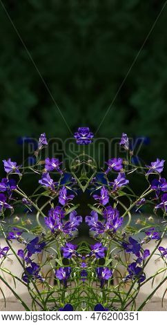 Violet Flower Composition. Lobelia Erinus. Natural Vertical Photo