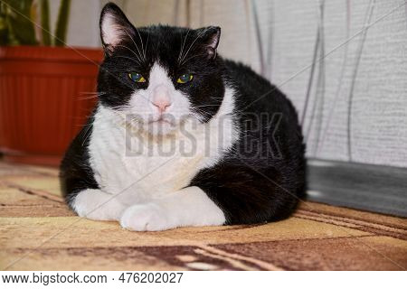 A Big Fat Cat With A Frostbitten Ear Lies On The Floor Looking At The Camera.