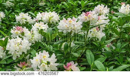 Light Pink Rhododendron Caucasicum On A Background Of Green Leaves
