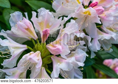 Light Pink Rhododendron Caucasicum On A Background Of Green Leaves