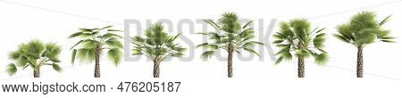 3d Illustration Of Set Sabal Palm Isolated On Black Background