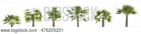 3d Illustration Of Set Sabal Palm Isolated On Black Background