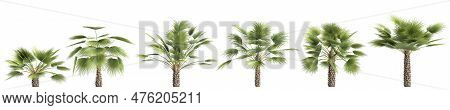 3d Illustration Of Set Sabal Palm Isolated On Black Background