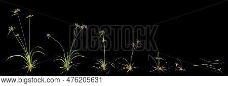 3d Illustration Of Setcyperus Difformis Plant Isolated On Black Background Human's Eye View